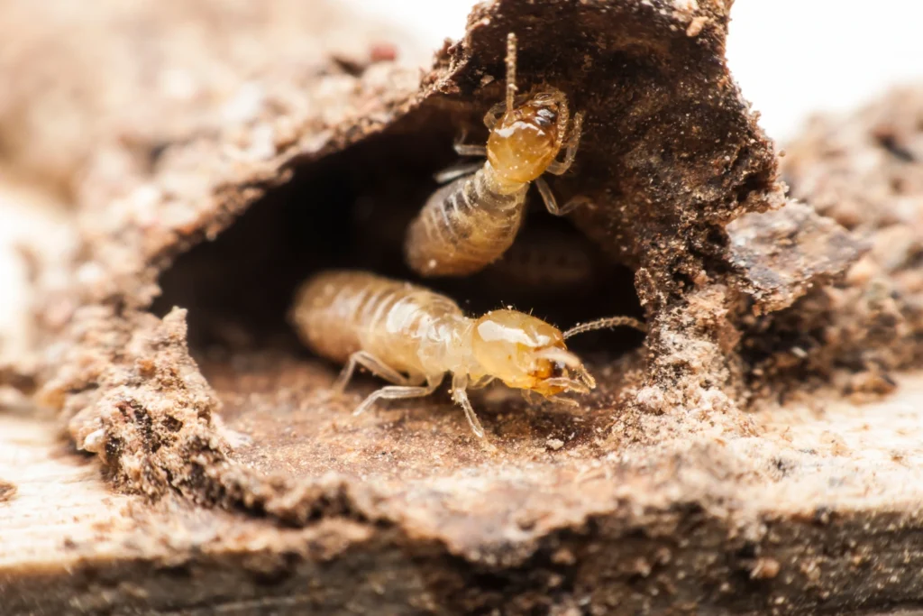 termite