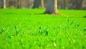 How to Choose the Best Lawn Fertiliser for a Healthy Green Lawn? Lawn Fertiliser