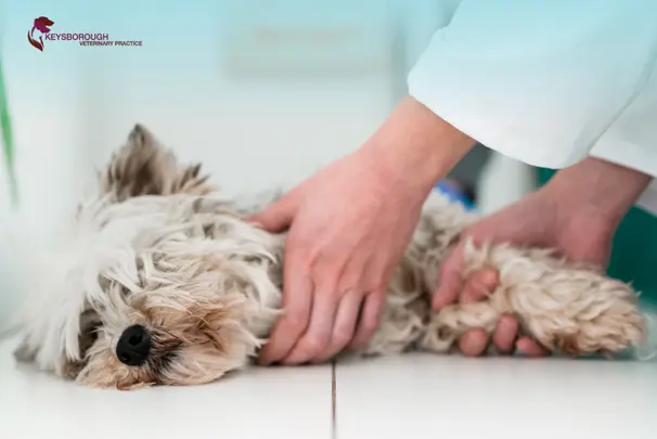 How to Decide If Your Pet Needs Urgent Care Today