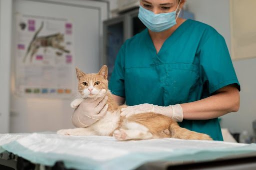 When Do Pets Need Orthopedic Surgery? Signs and Solutions Surgery