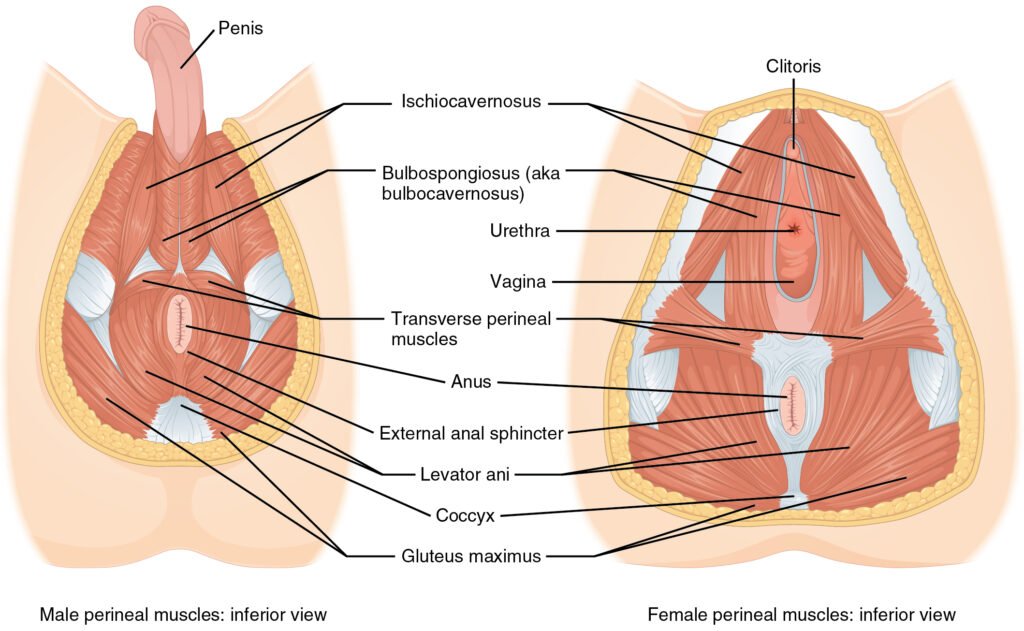 Effective Pelvic Floor Repair