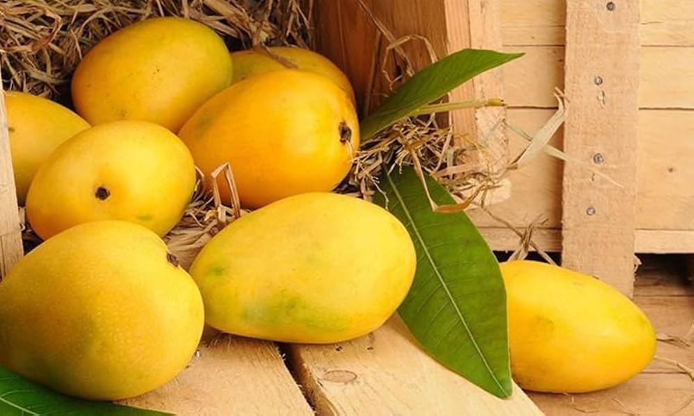 What is the Fresh Mango Price in Pakistan, Famous for its Sweetness? Fresh Mango Price in Pakistan