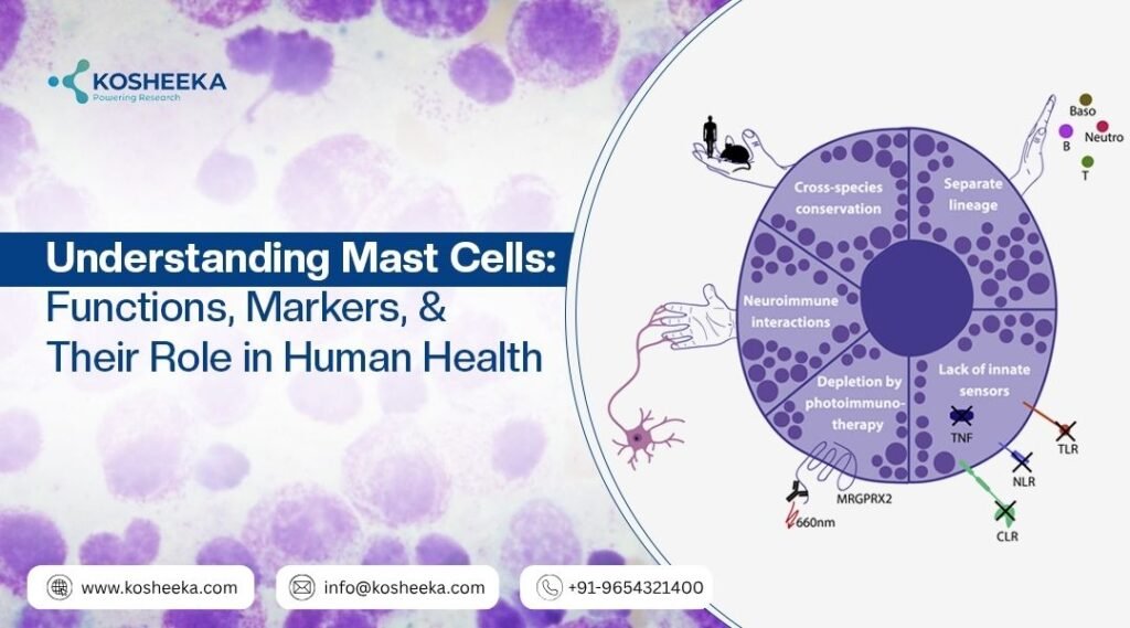 mast cell