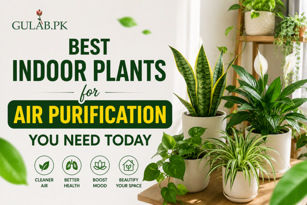 Best Indoor Plants for Air Purification You Need Today Best Indoor Plants for Air Purification You Need Today