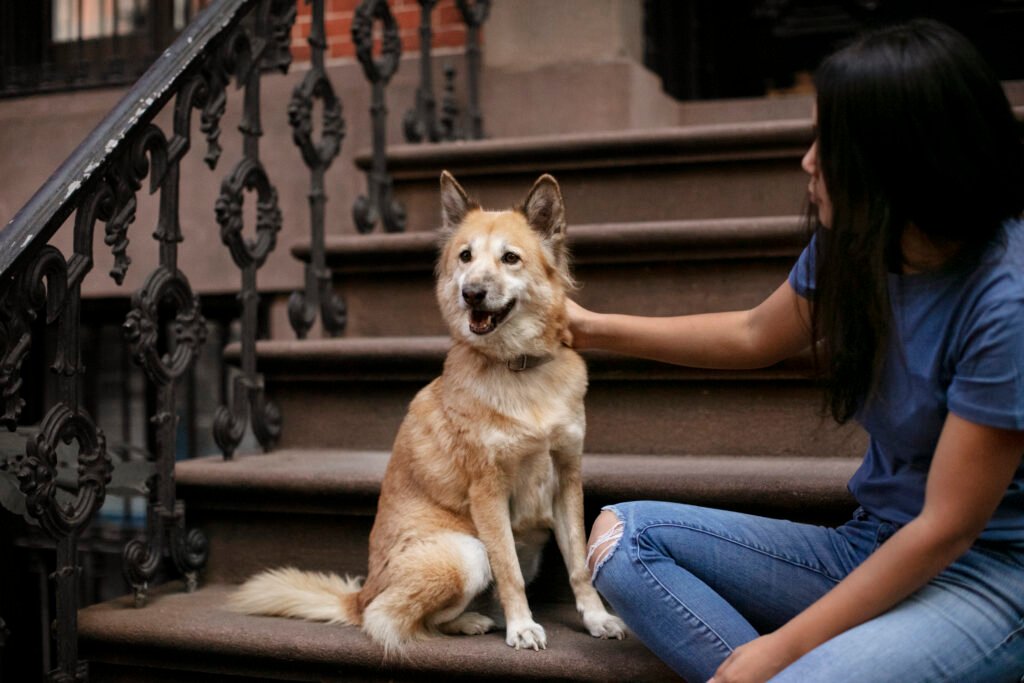 How Can Dog Training Help Puppies Build Confidence Around New People? Dog
