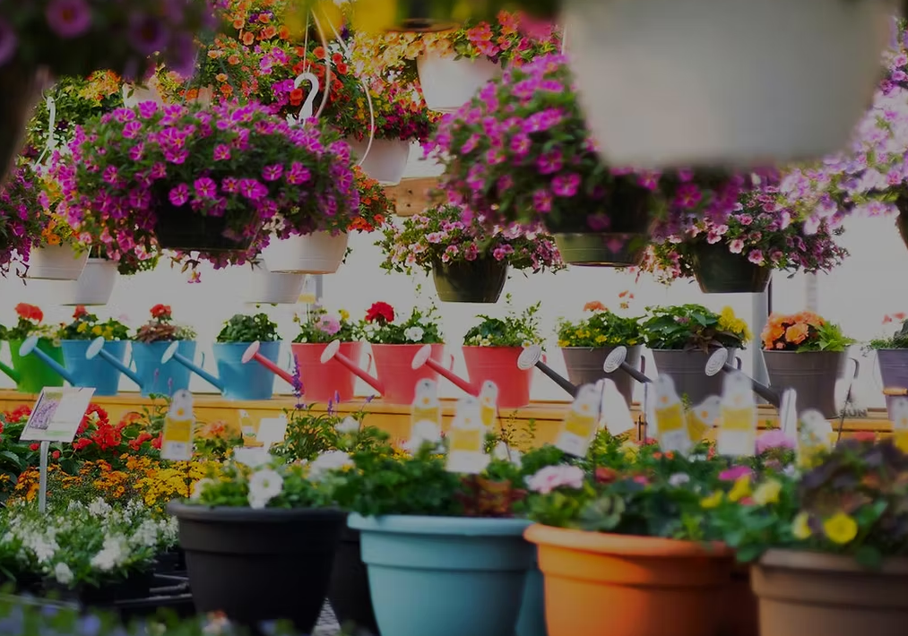 What to Expect at a Great Plant Nursery in Pennsylvania? plant nursery Pennsylvania