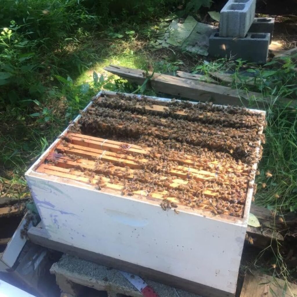 Bee nest