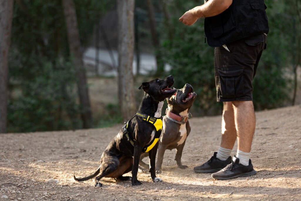 Dog Trainer Annapolis MD