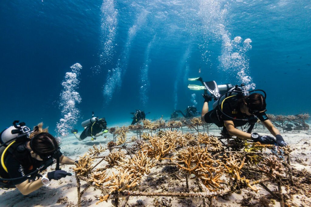 Coral Restoration in Nusa Penida