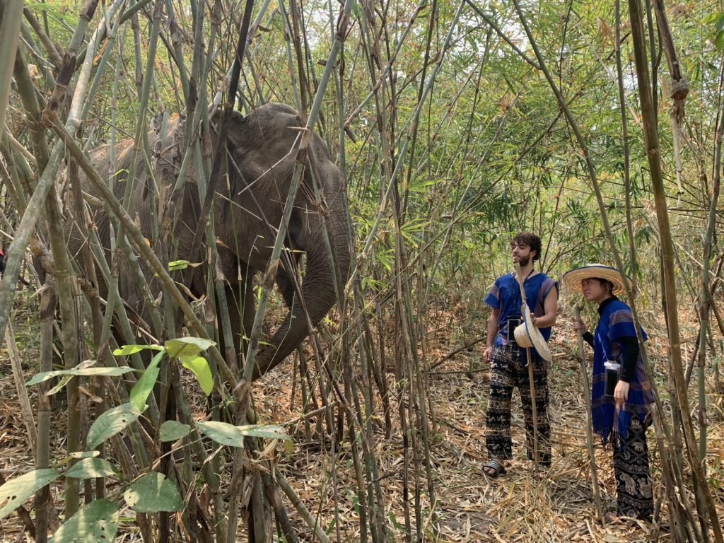 volunteer with elephants in Thailand